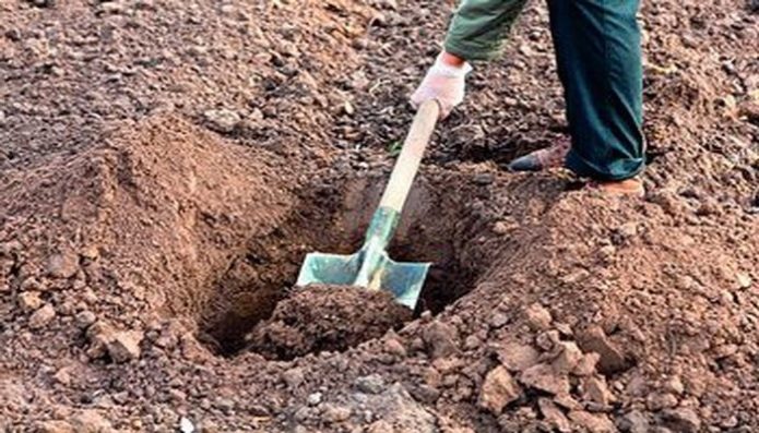 Cova de plantação de cerejeira