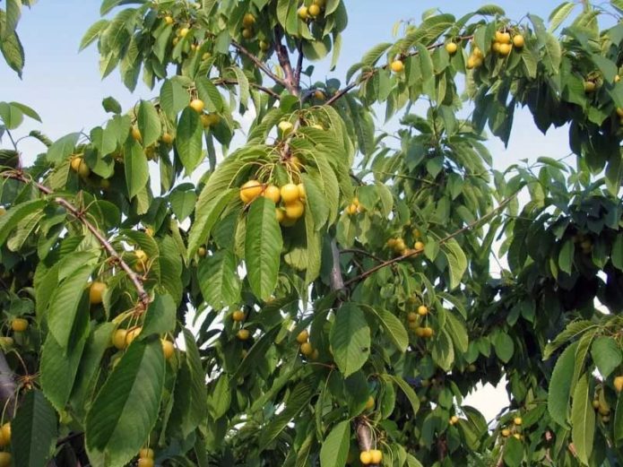 Cerisier jaune Drogan