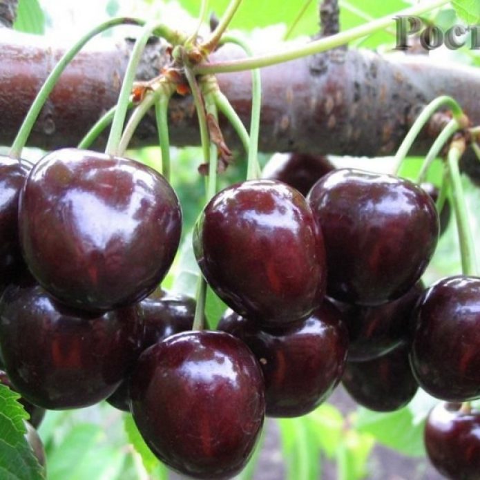 Fruites de cirera