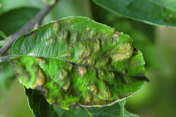 Crosta su una foglia di ciliegio