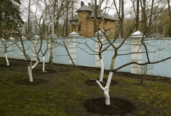 Das Weißwaschen des Stammes ist ein notwendiges Mittel, um Kirschen vor Nagetieren zu schützen