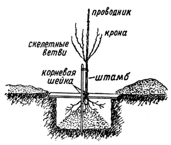 Schema der korrekten Anpflanzung von Kirschen