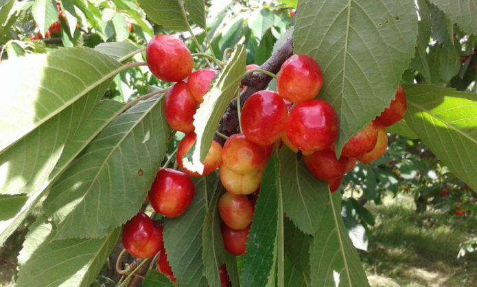 Sweet cherry Napoleon pink