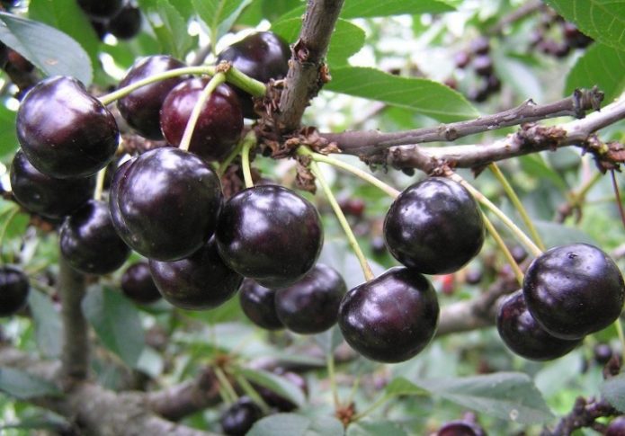 Variétés de cerises Anthracite