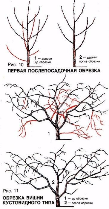 Poda de cereza