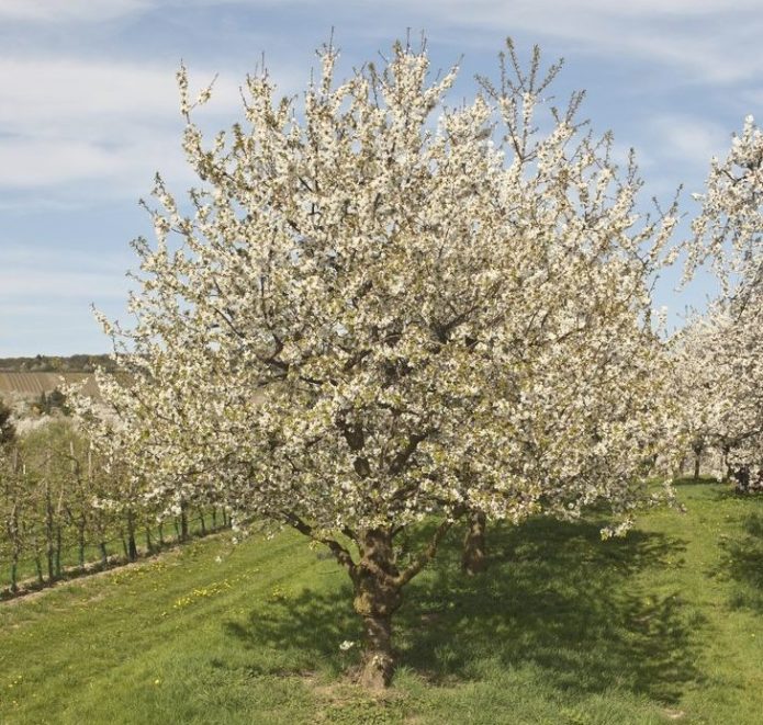 Välja en plats för körsbär