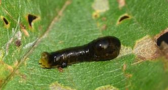 Slimy sawfly