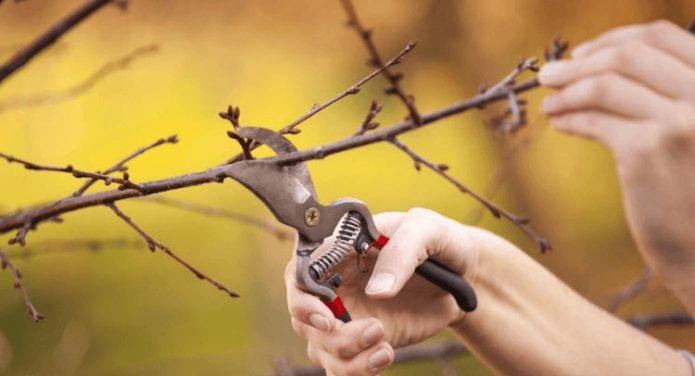 Herramienta para podar cereza