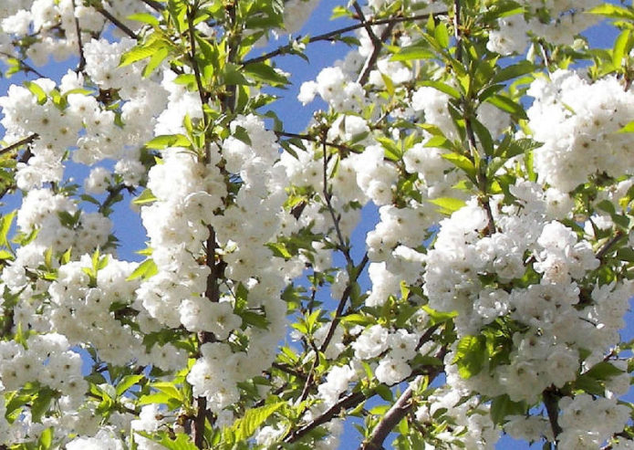 Iput de cereja em flor