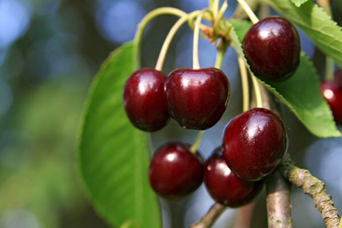 Cherry Napoleon đen