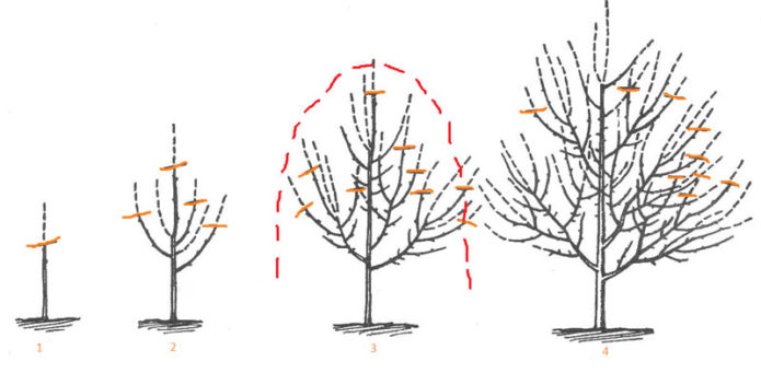 Skema ng pruning ng Cherry