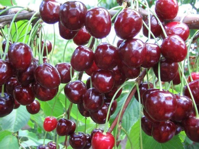 Cerises sur une branche