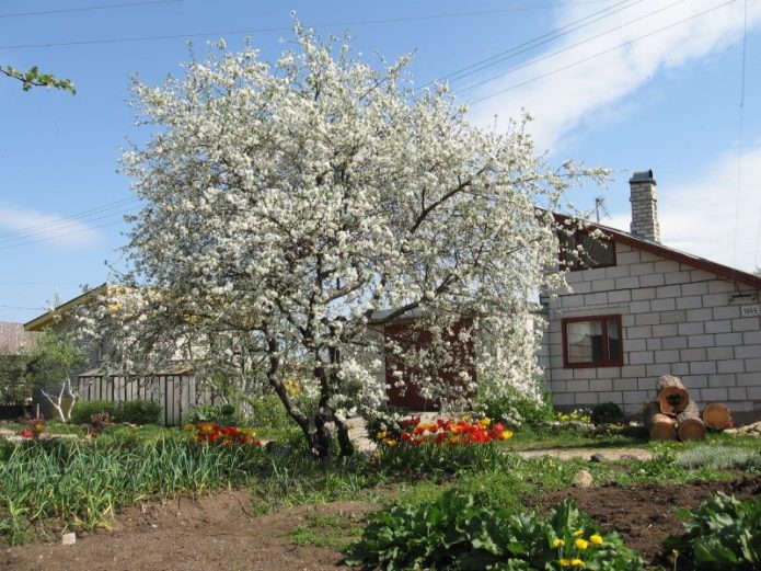 Cerise près de la maison