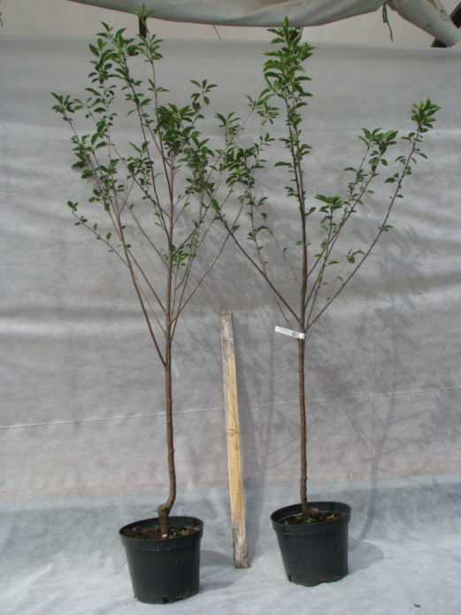 Cherry seedlings