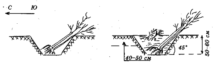 Schösslingsgrabschema