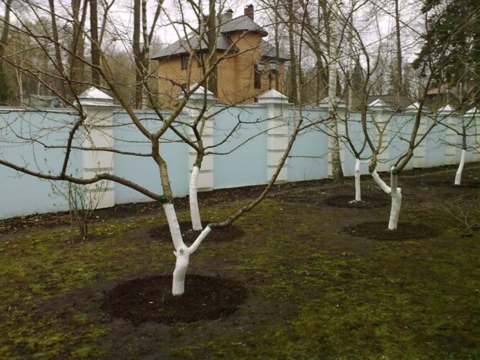 Imbiancatura di alberi da frutto