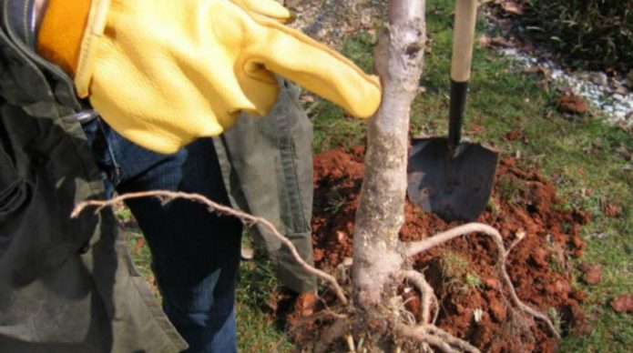 Inspectie van de zaailing voor het planten