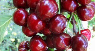 Cherry Tyutchevka