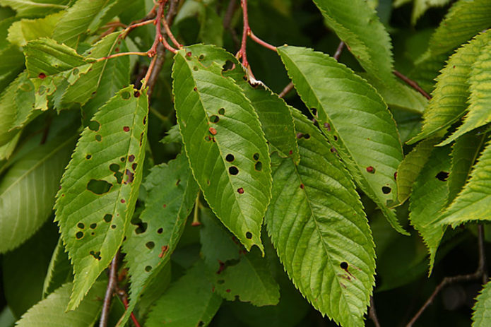 Kirsebær clasterosporium sygdom