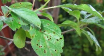 Clasterosporium choroba