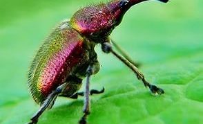 Cherry Weevil