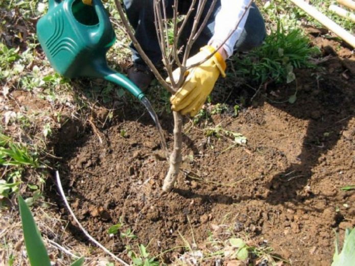 Plantar un cerezo joven