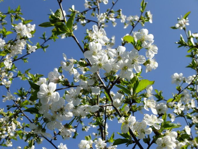 Cereja em flor