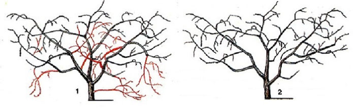 Schema des Schnittes Kirschbusch Typ