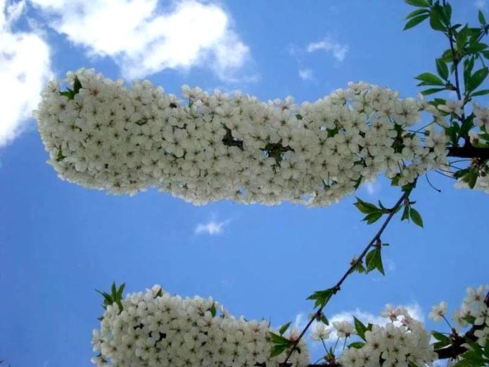 Branques de cirerer florides