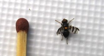 Mosca de la cereza