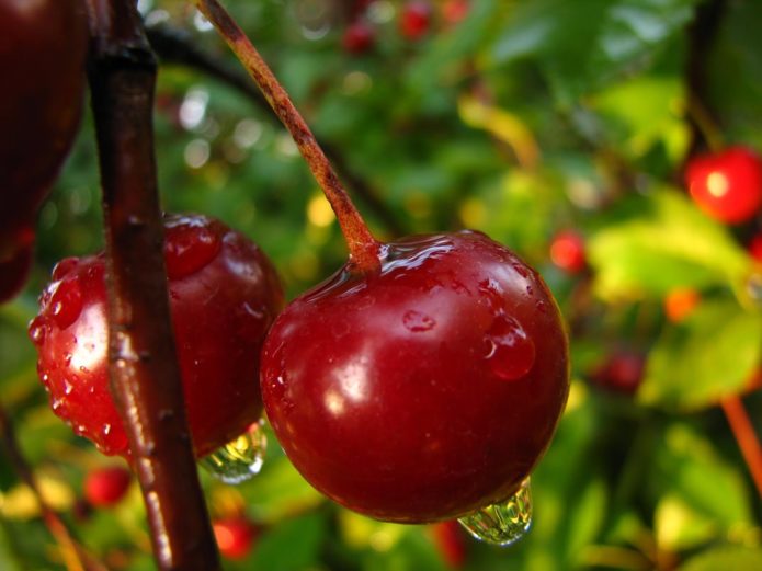 Mga patak ng ulan sa mga cherry berry