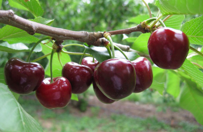 Fruites de cirerer glaçat en una branca