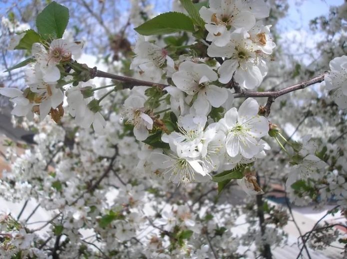 Shpanka kirsebærblomster