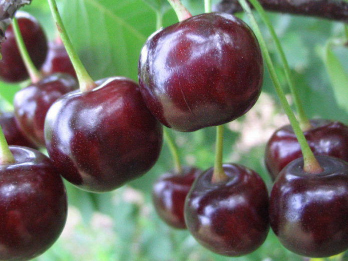 Colheita Miracle Cherry