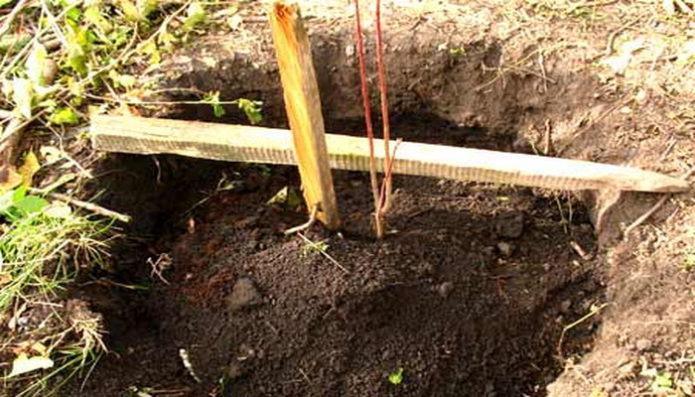 Een zaailing planten