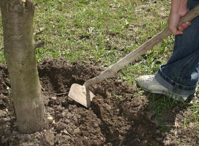 De grond onder de boom losmaken