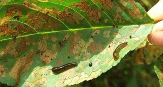 Sawfly de limo de cereza