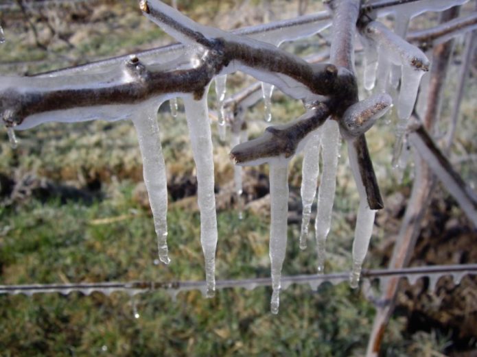 Icicle sa puno