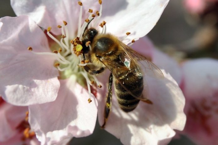 Bi på en blomst