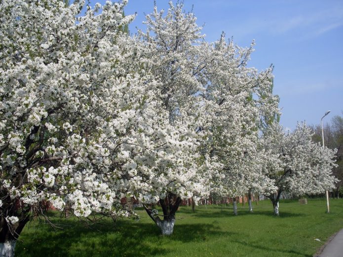 Pomar de cerejas em flor