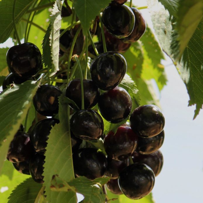 Varietats de cirerers Productes de consum Negre