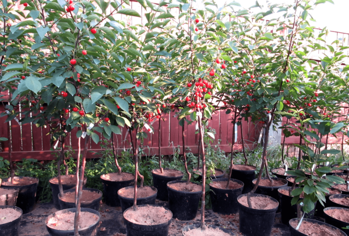 Plántulas de cereza en macetas