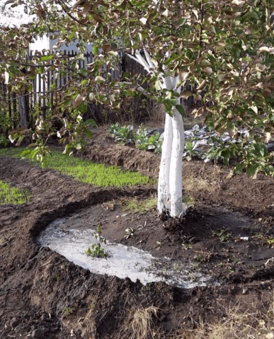 Cireres plantades en una zona elevada