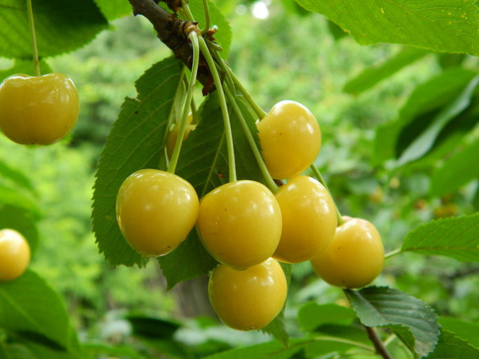 Cereza dulce Home garden amarillo