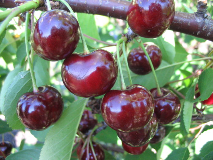 Cerises sur une branche