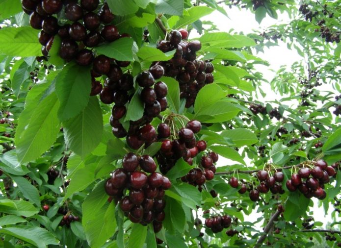 Bagas de cereja em galhos