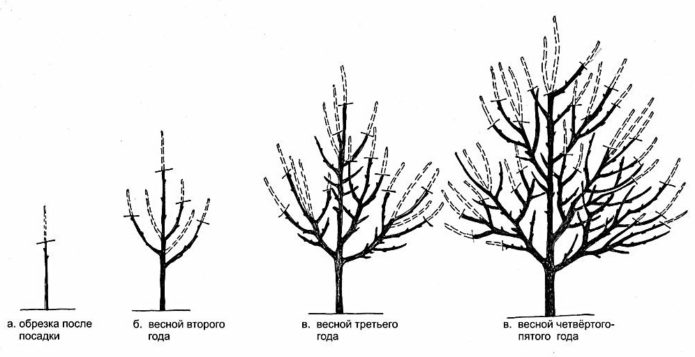 Esquema da formação de uma coroa esparsa em camadas