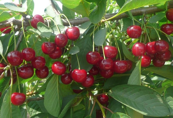 Συνάντηση Cherry