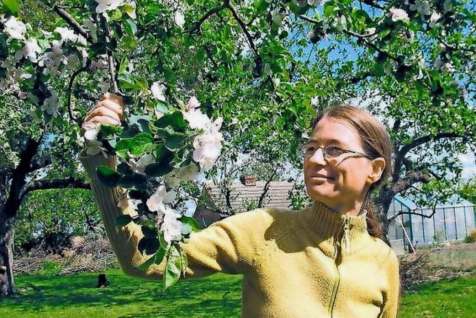 Blomstrende gren af ​​kirsebær Podbelskaya