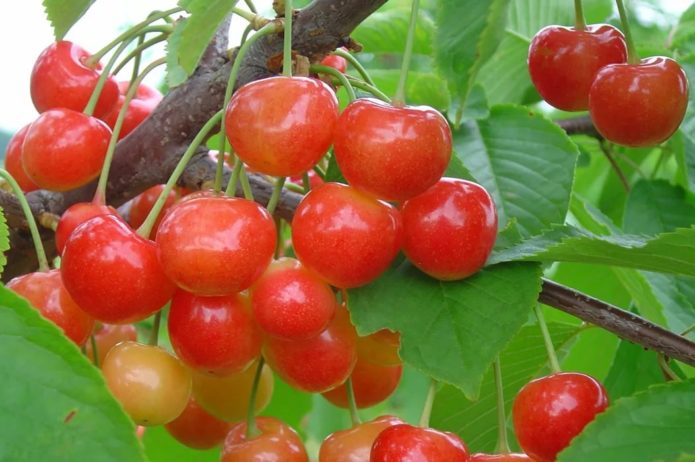 Sweet varieties ng cherry na Bryansk pink